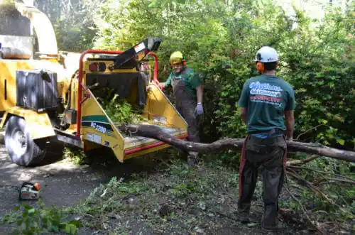 tree services Bussey